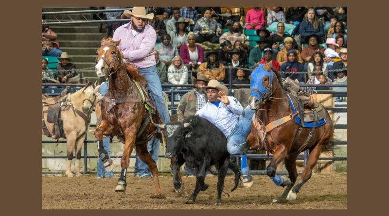 A lively rodeo scene featuring two cowboys and their horses in action as they attempt to wrestle a small black steer to the ground. One cowboy, in a light blue shirt, is mid-dismount reaching toward the steer, while the other, in a red plaid shirt, steadies his horse. The arena is filled with spectators in cowboy hats, watching intently from the stands.